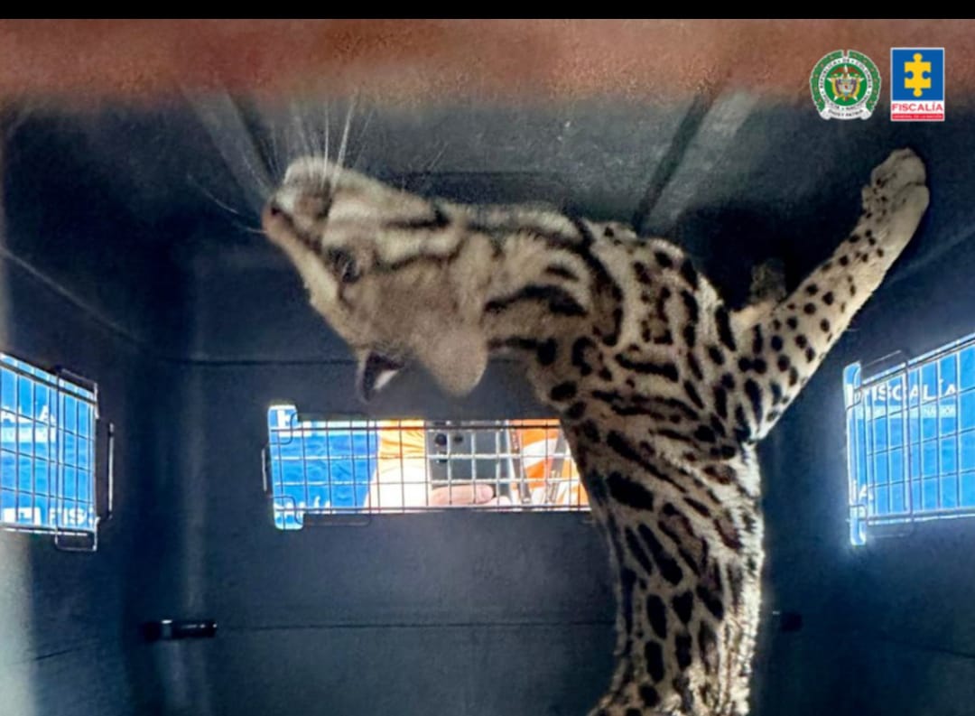 Maltrato animal de Ocelote en Bello