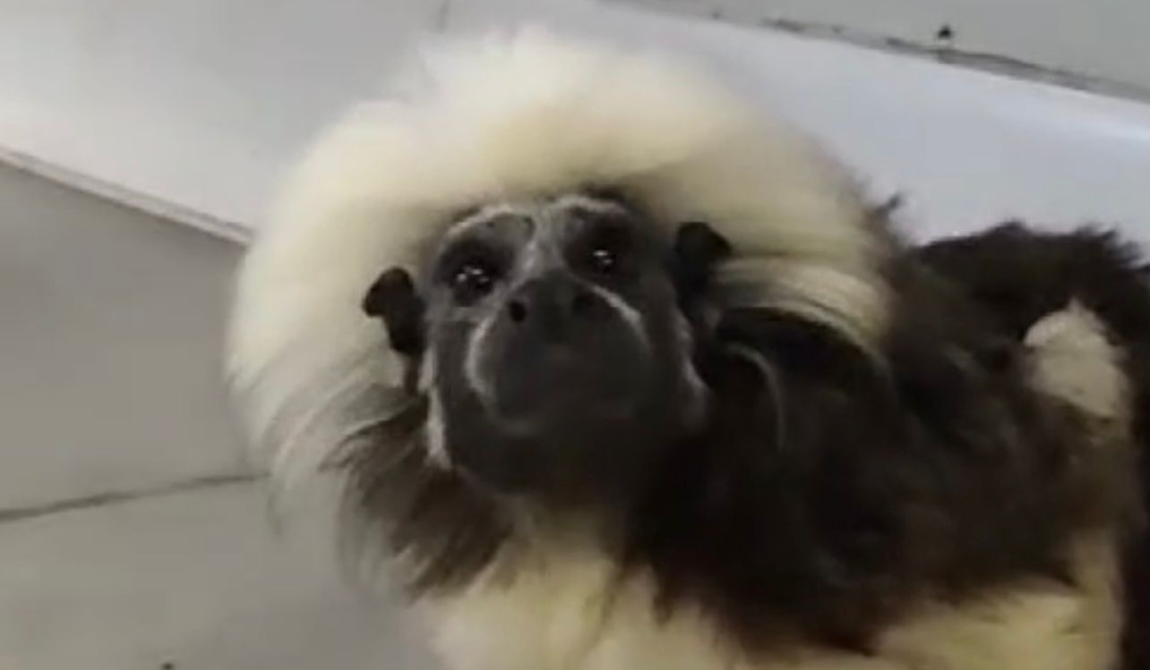 Mono cabeciblanco murió en Antioquia