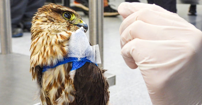 Animales afectados por pólvora - Área Metropolitana