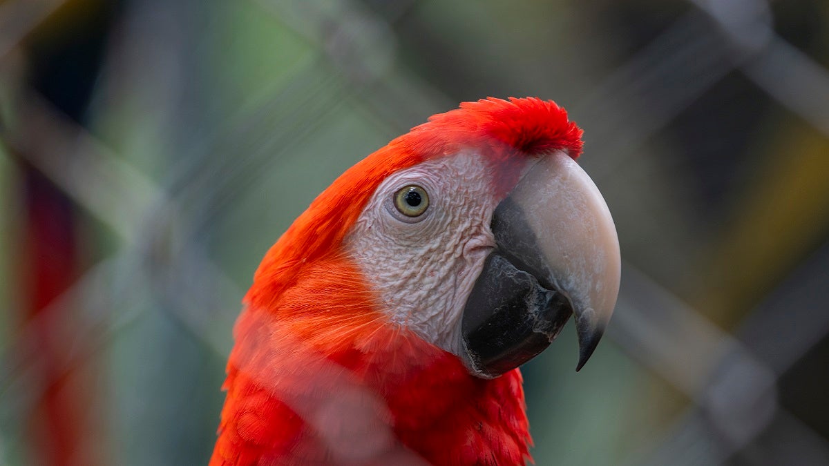 Fauna silvestre en Antioquia