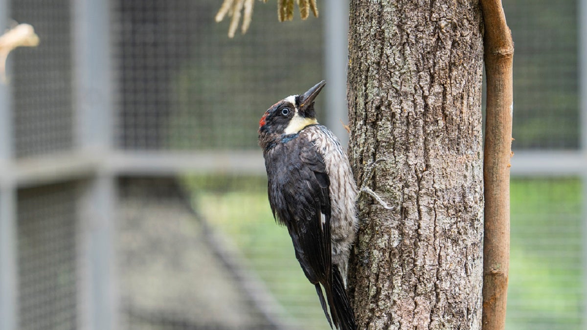 Fauna silvestre en Antioquia