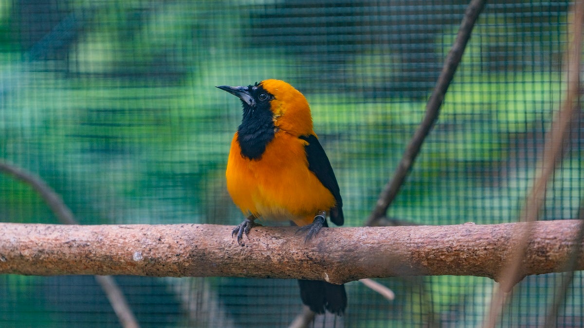 Fauna silvestre en Antioquia