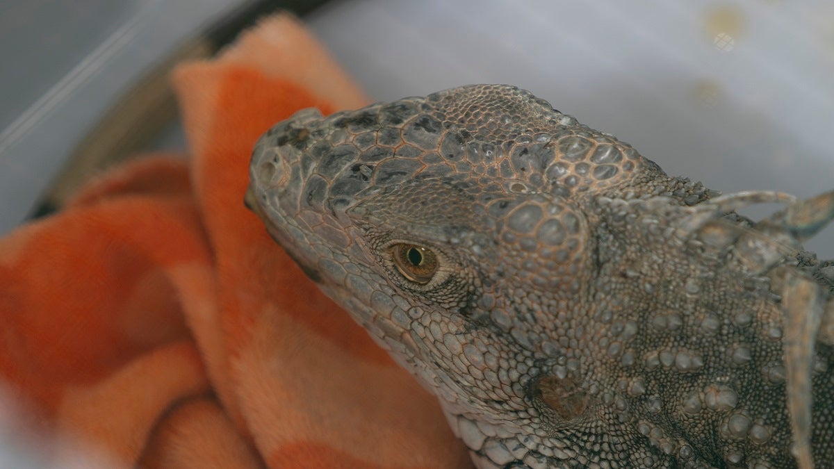 Fauna silvestre en Antioquia