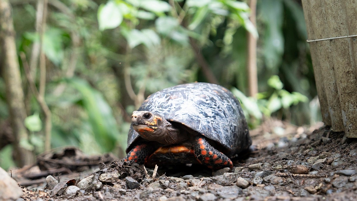 Fauna silvestre en Antioquia