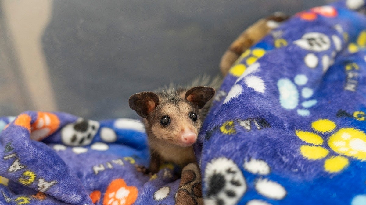 Fauna silvestre en Antioquia