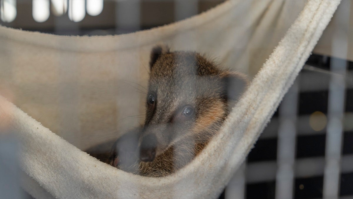 Fauna silvestre en Antioquia