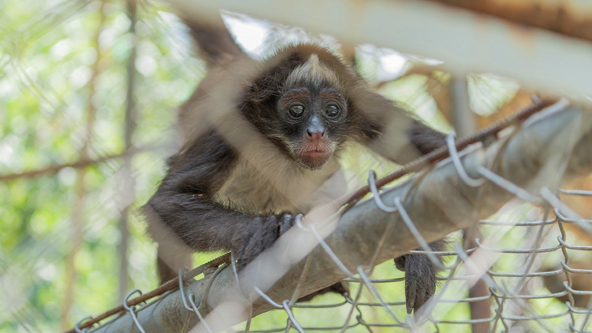 Fauna silvestre en Antioquia
