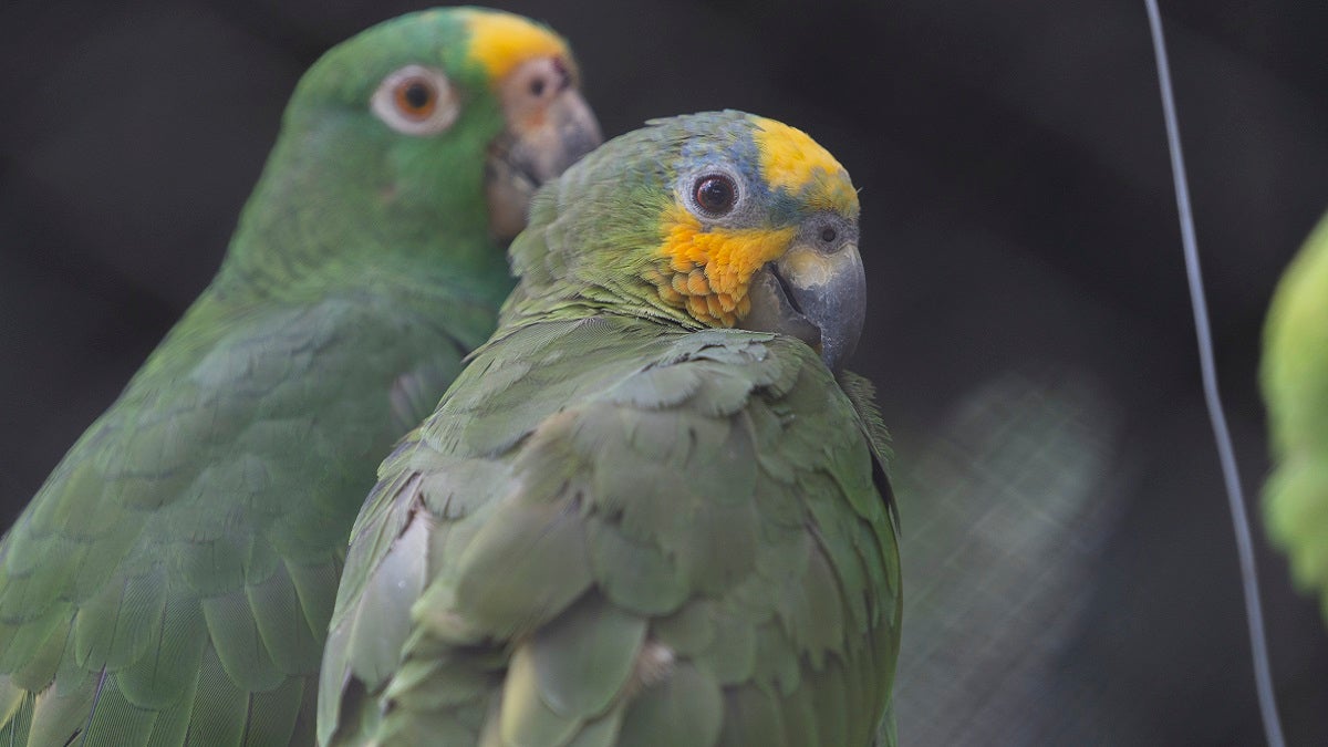 Fauna silvestre en Antioquia