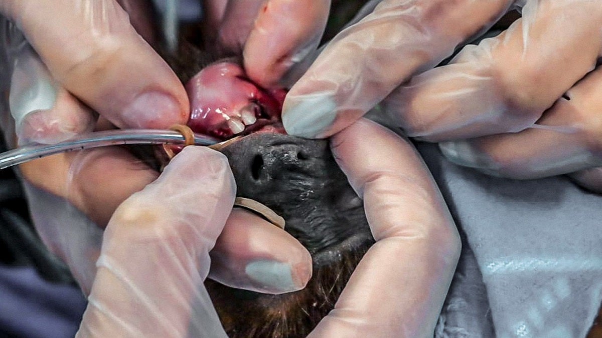 Fauna silvestre en el Valle de Aburrá