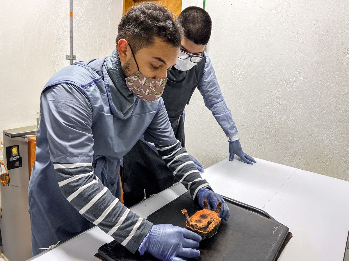 Fauna silvestre en el Valle de Aburrá