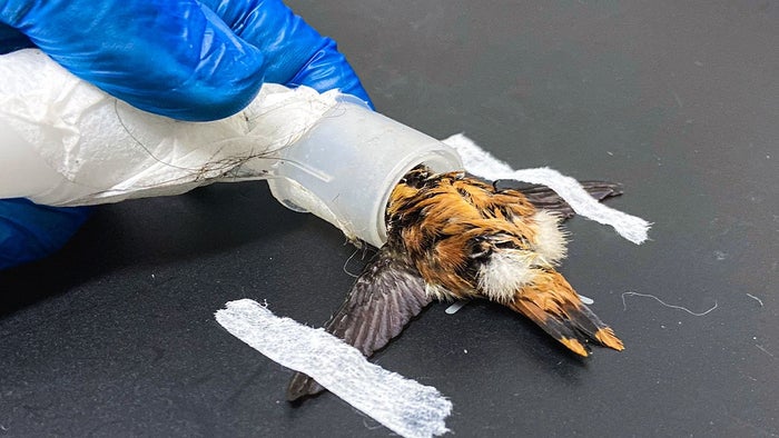 Fauna silvestre en el Valle de Aburrá