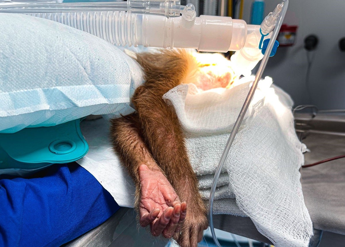 Fauna silvestre en el Valle de Aburrá