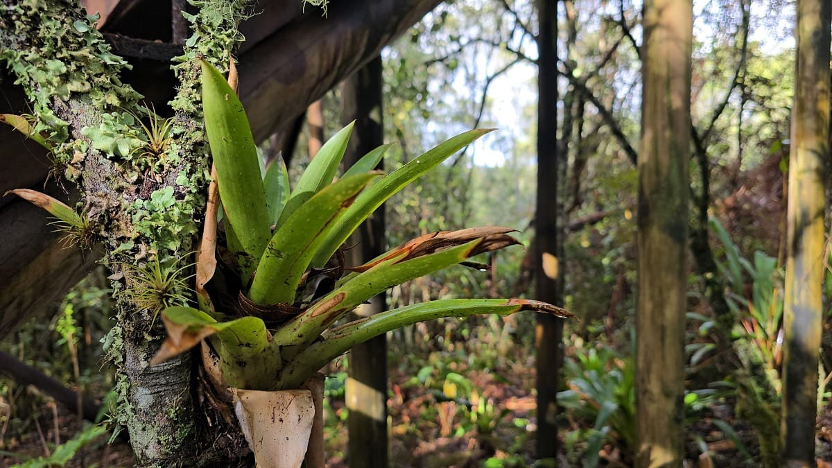 El Área Metropolitana hace un llamado para proteger la flora durante la Navidad