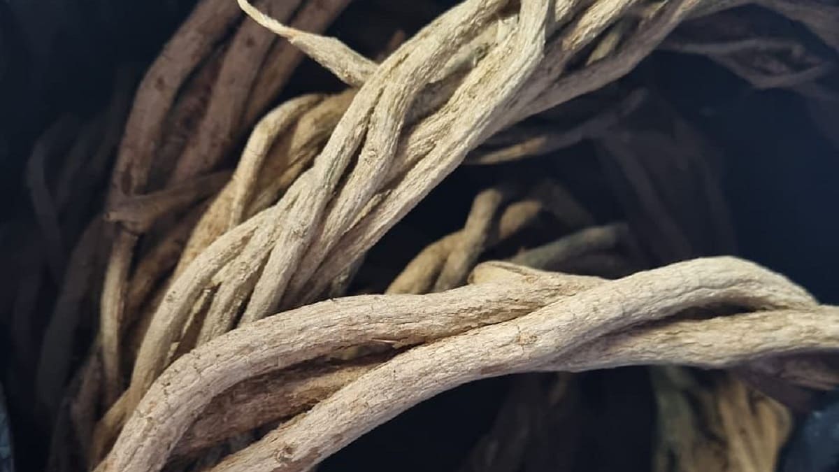 El Área Metropolitana hace un llamado para proteger la flora durante la Navidad