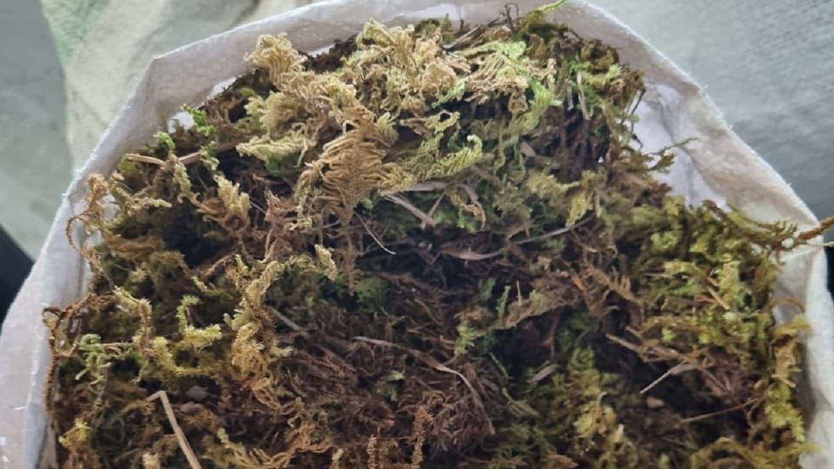 El Área Metropolitana hace un llamado para proteger la flora durante la Navidad