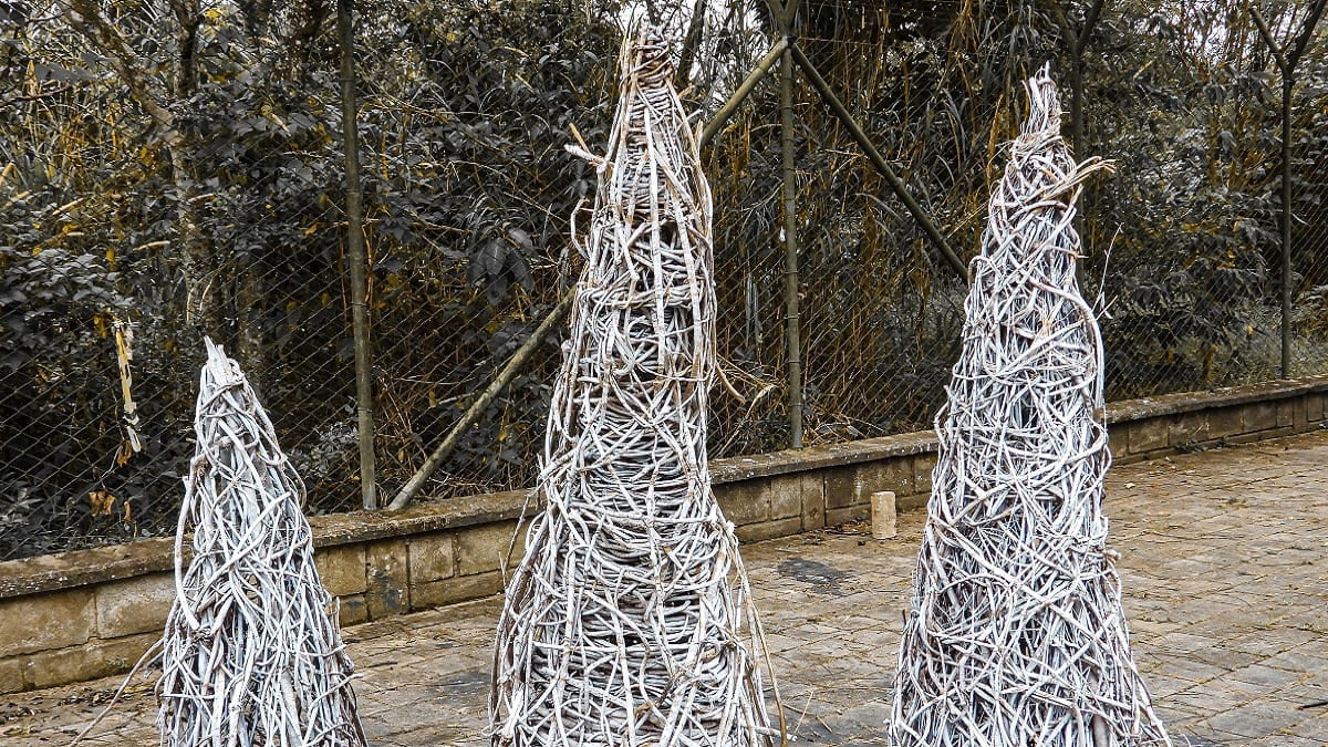 El Área Metropolitana hace un llamado para proteger la flora durante la Navidad