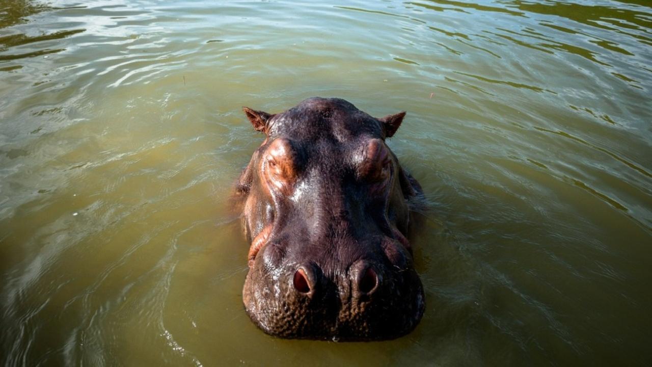 Hipopótamos murió en el Magdalena Medio antioqueño