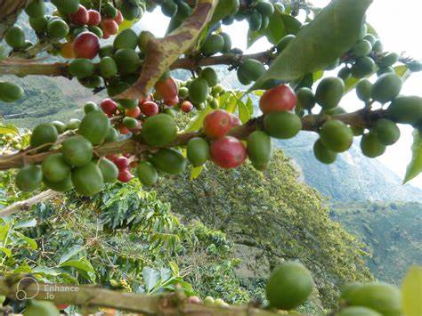 Más de $100 millones robados de una agencia de café en Ciudad Bolívar: Dos sospechosos capturados