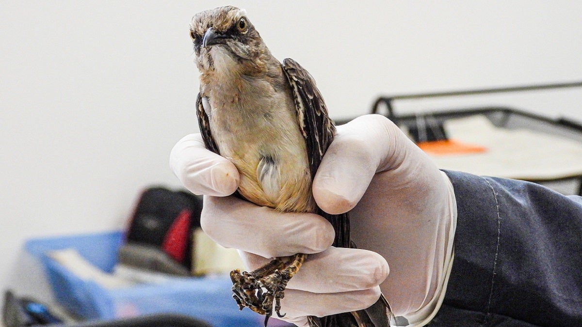 Sinsonte rescatado en Itagüí