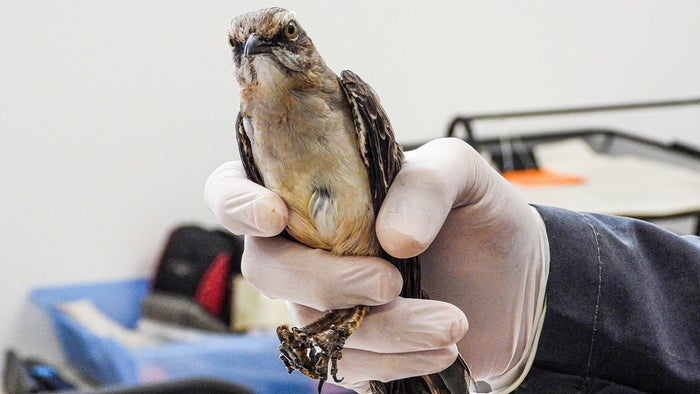 Sinsonte rescatado en Itagüí