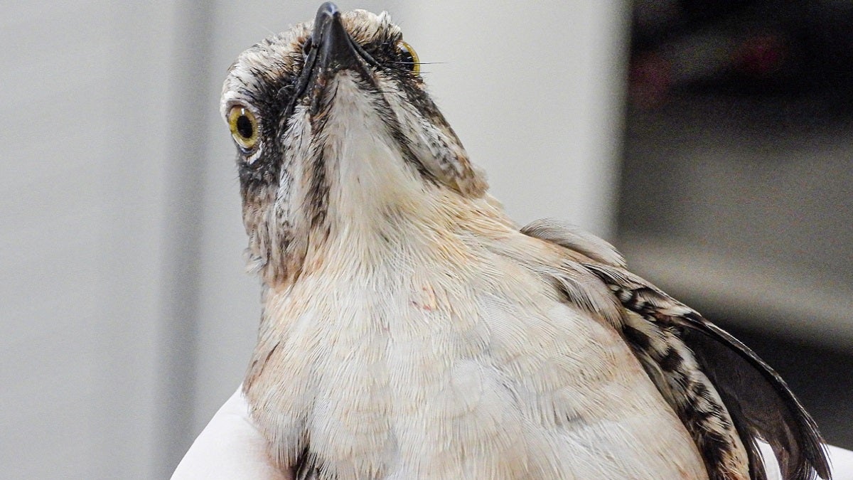 Sinsonte rescatado en Itagüí