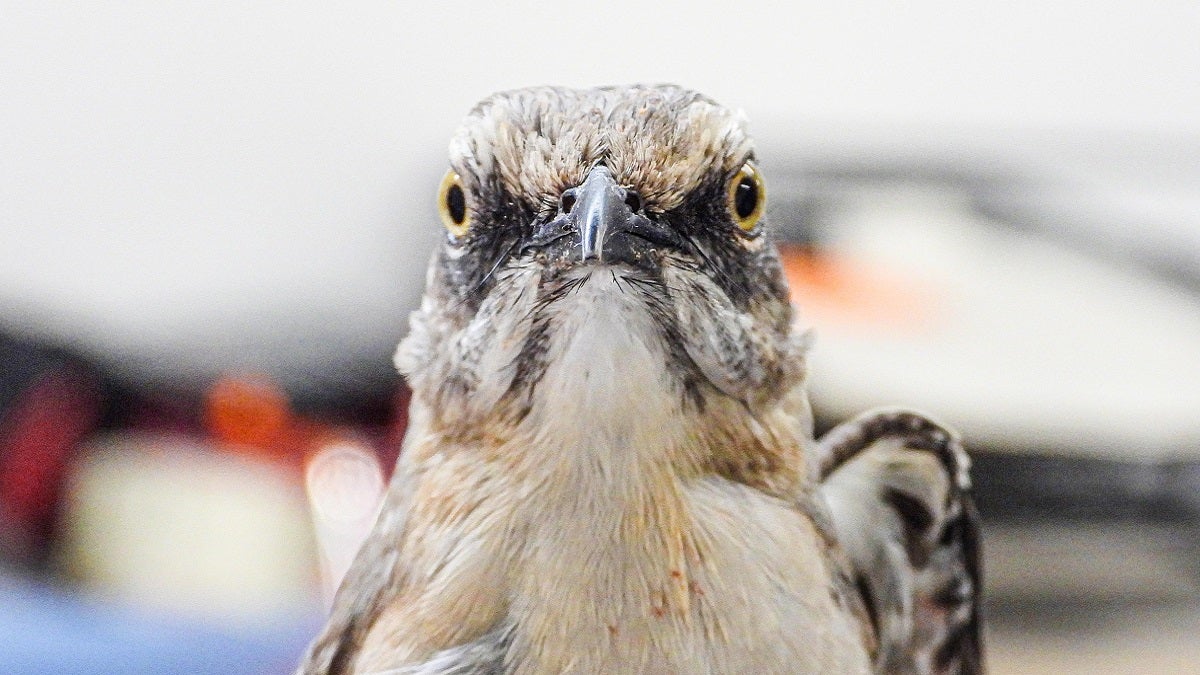 Sinsonte rescatado en Itagüí