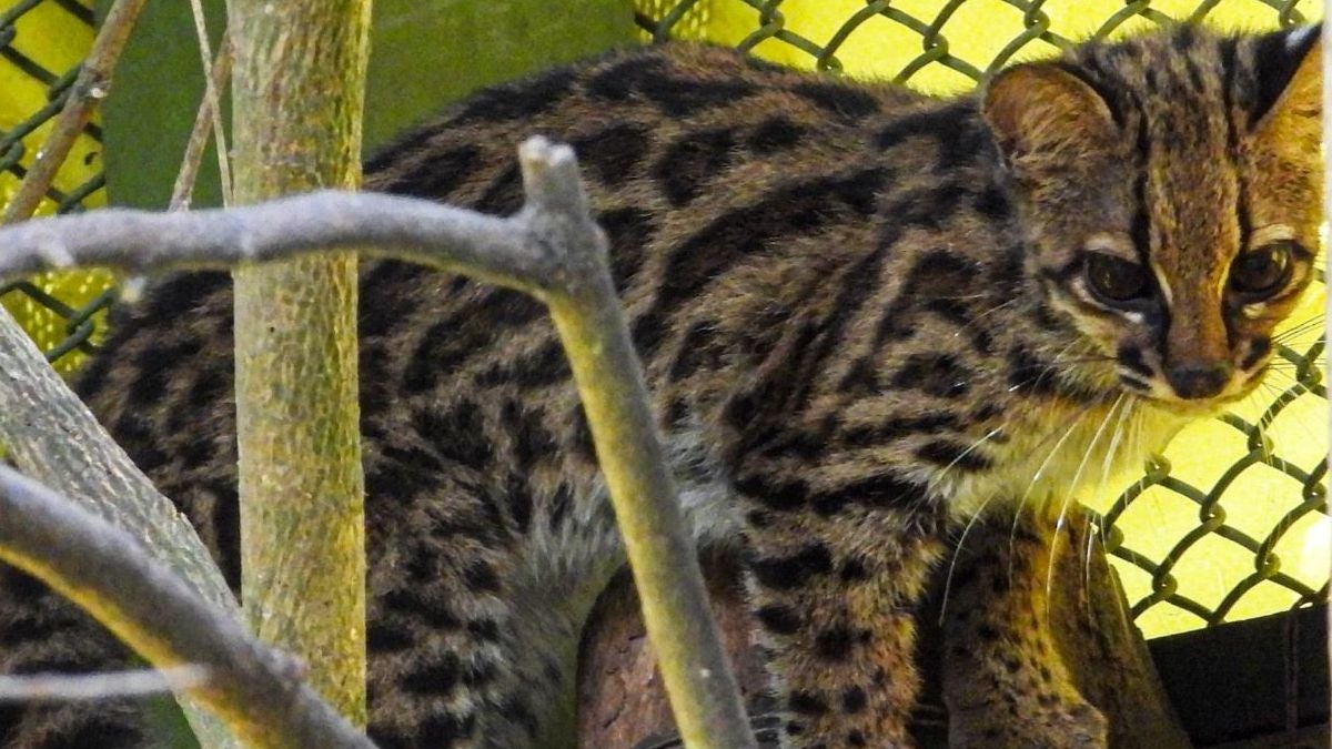 Tigrilla lanuda - 2024 - Antioquia