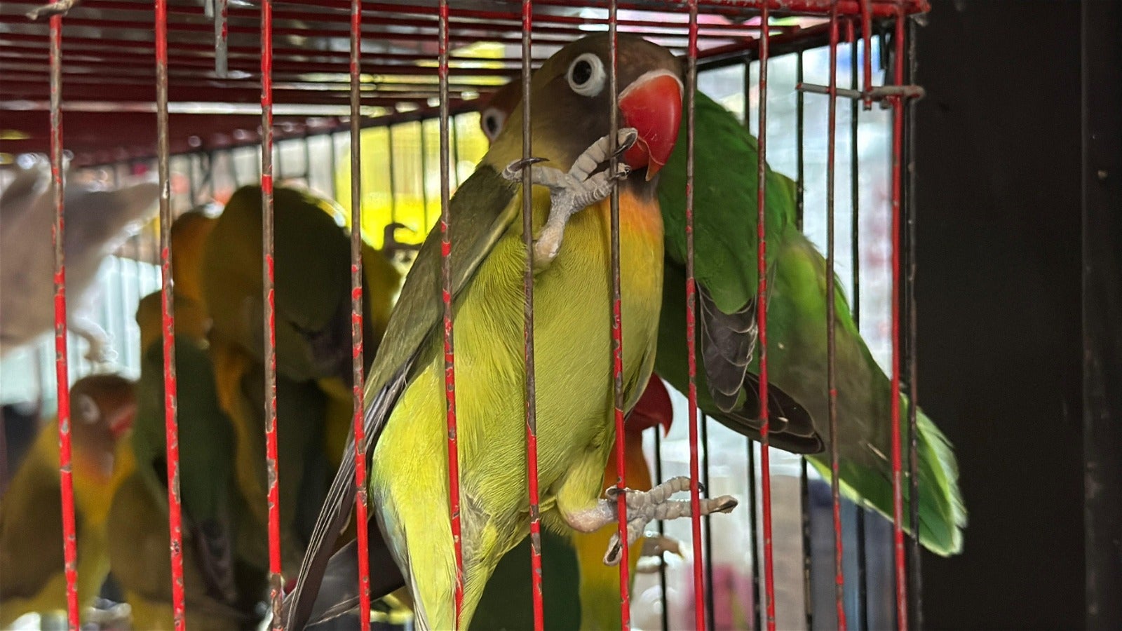 Redada Minorista Dic3