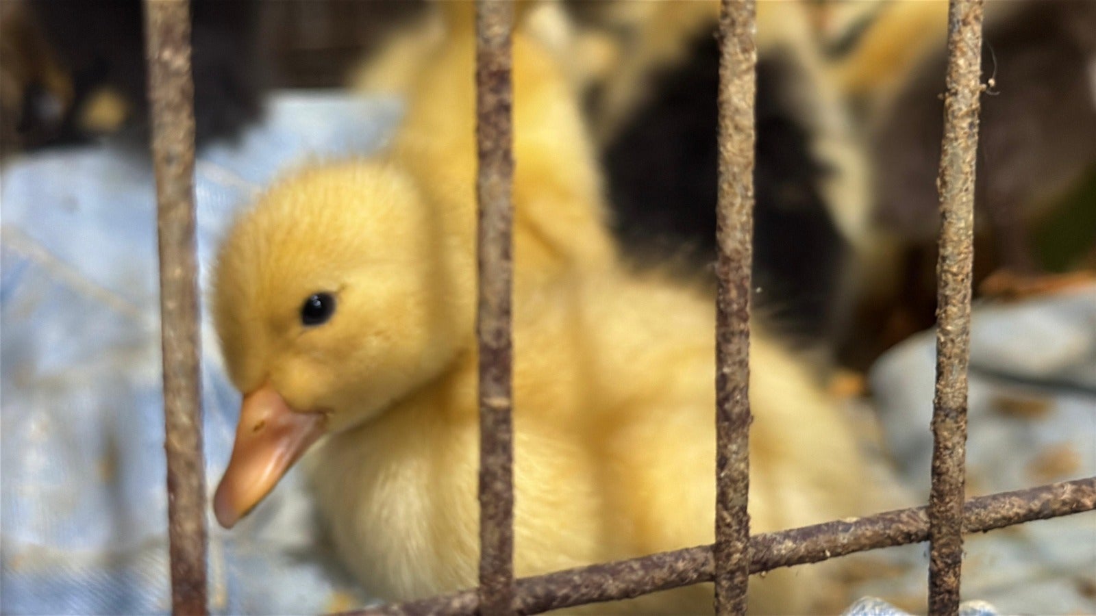 Redada Minorista Dic3