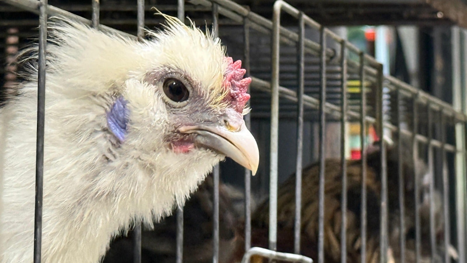 Redada Minorista Dic3