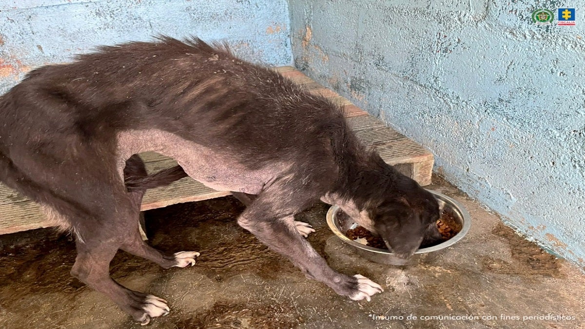 Un hombre fue condenado a un año de prisión por maltratar a su perrita.