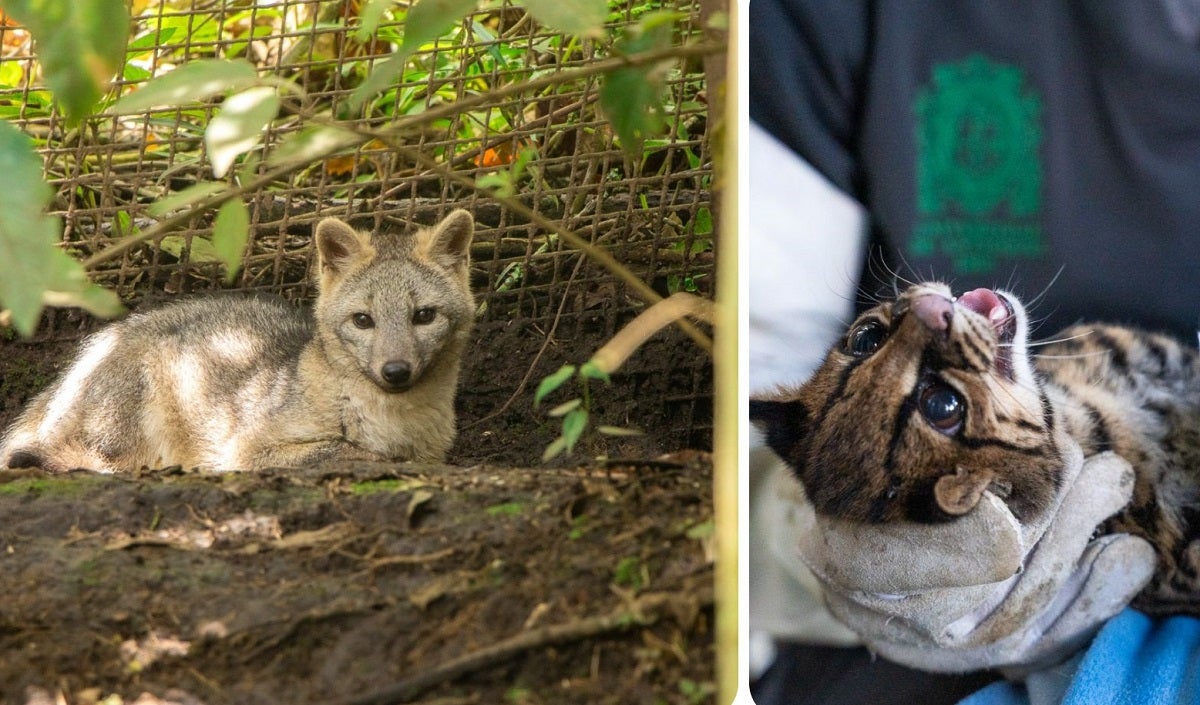 Animales liberados - 2025 - Antioquia