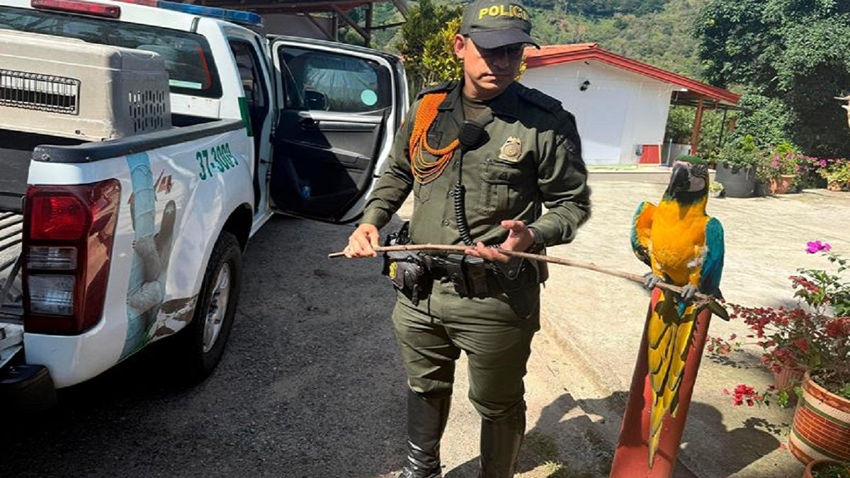 Guacamayas liberadas en Envigado