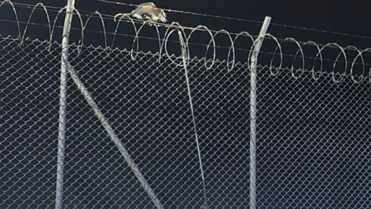 Zarigüeya - Rionegro - 2025