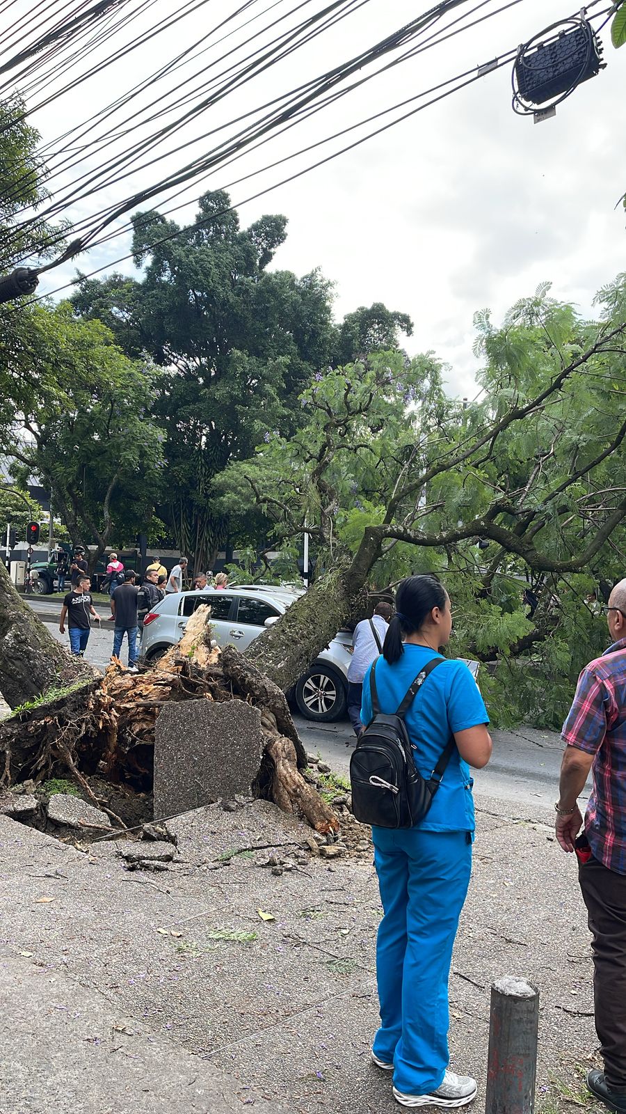 Un árbol le cayó a un carro en Medellín: conductor se salvó de milagro