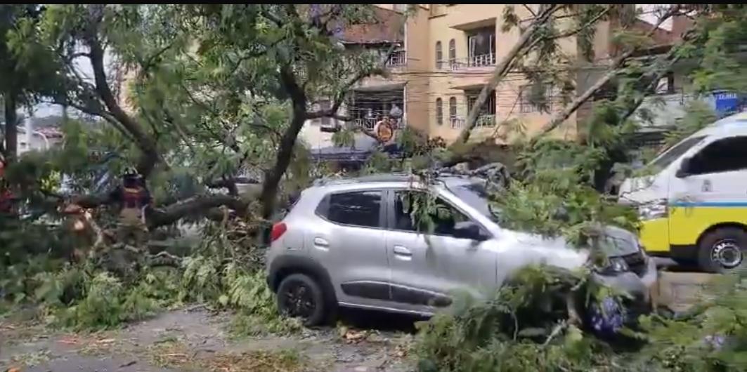 Un árbol le cayó a un carro en Medellín: conductor se salvó de milagro