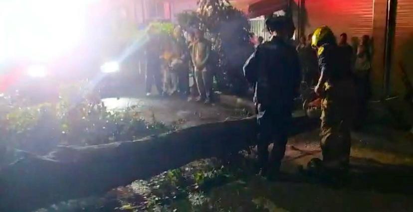 Caída de un árbol dejó dos policías heridos en el centro de Medellín