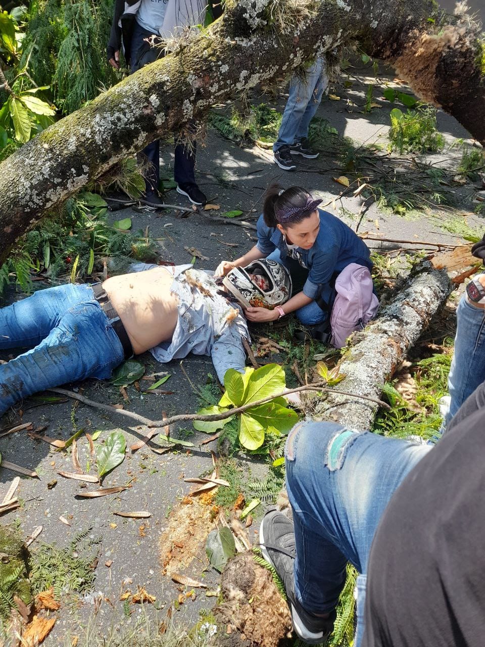 Desplome de árbol en Medellín dejó cuatro heridos
