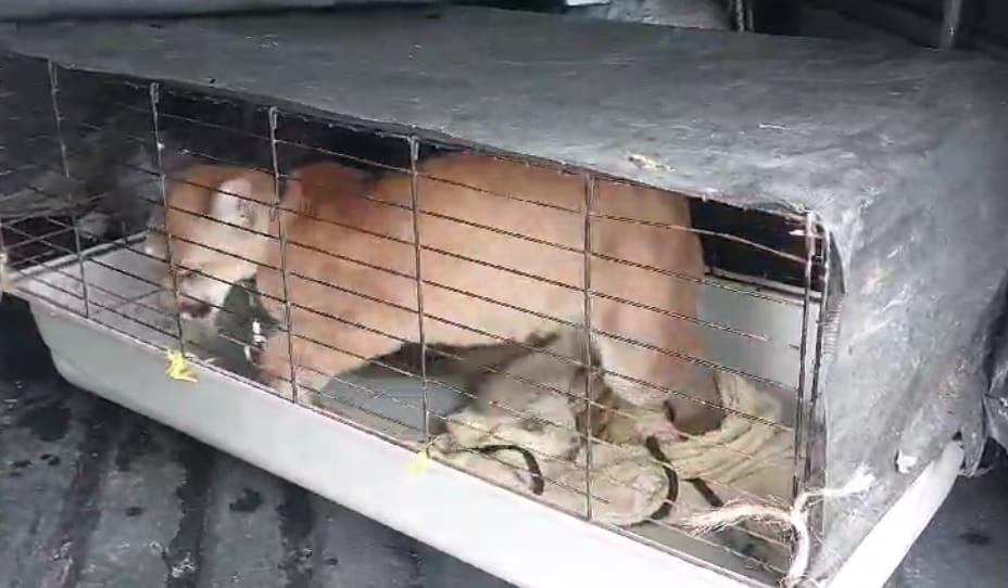 Captura a una persona que tenía un puma en el norte de Antioquia