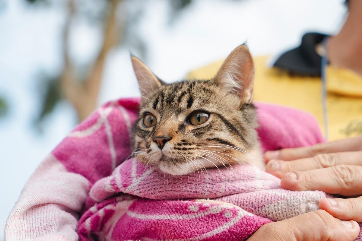 Animales esterilizados - 2025 - Medellín