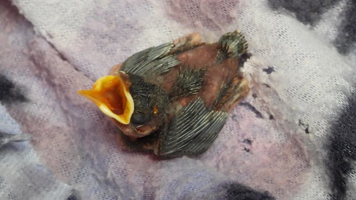 Aves - 2025 - Área Metropolitana del Valle de Aburrá