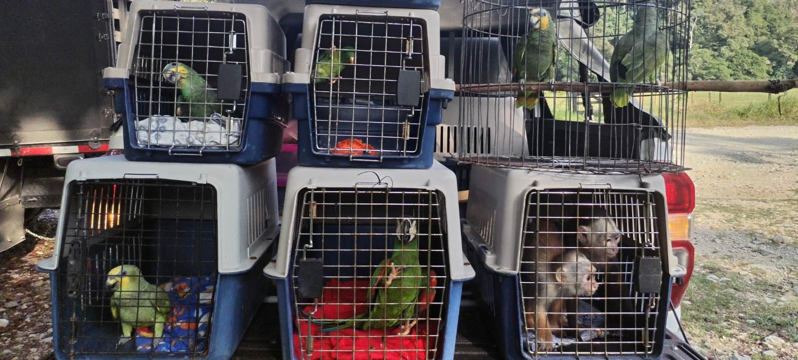 Rescatan animales silvestres en Antioquia