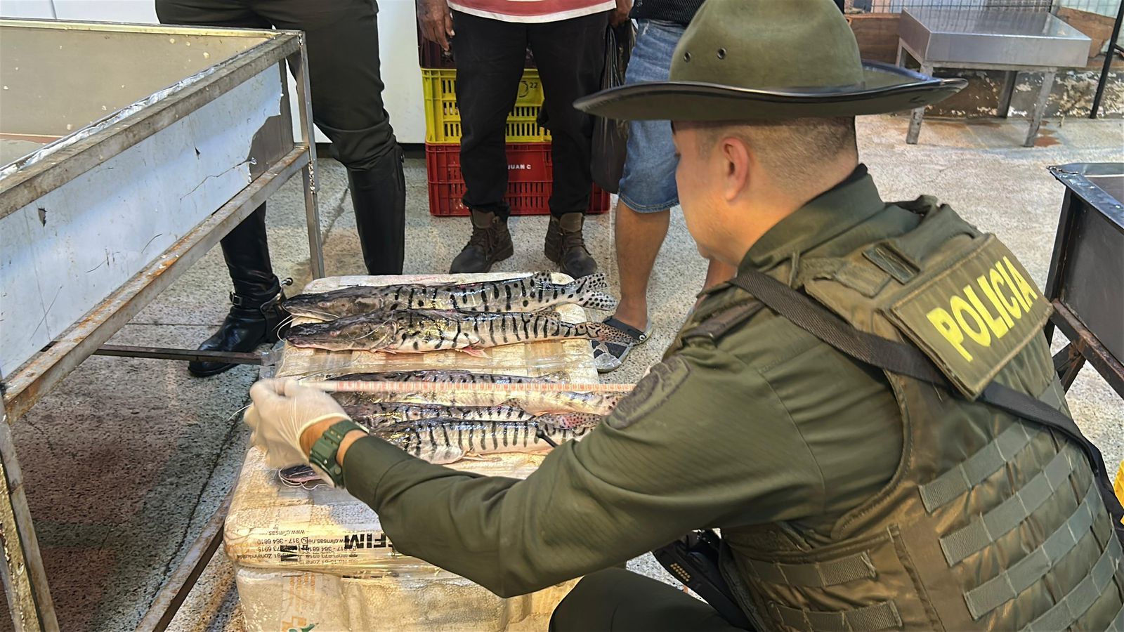 Incautan más de 341 kilos de pescado en Medellín por no cumplir con la talla mínima