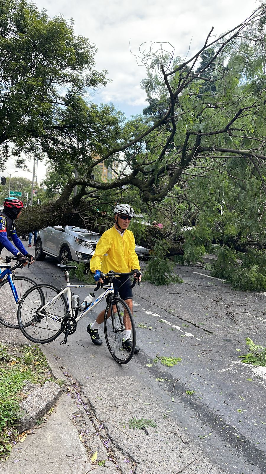 Un árbol le cayó a un carro en Medellín: conductor se salvó de milagro