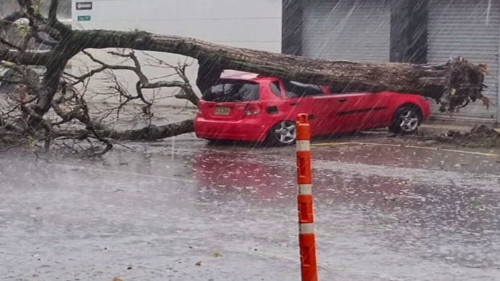 Árbol cayó sobre vehículo por fuertes lluvias y vientos en Medellín