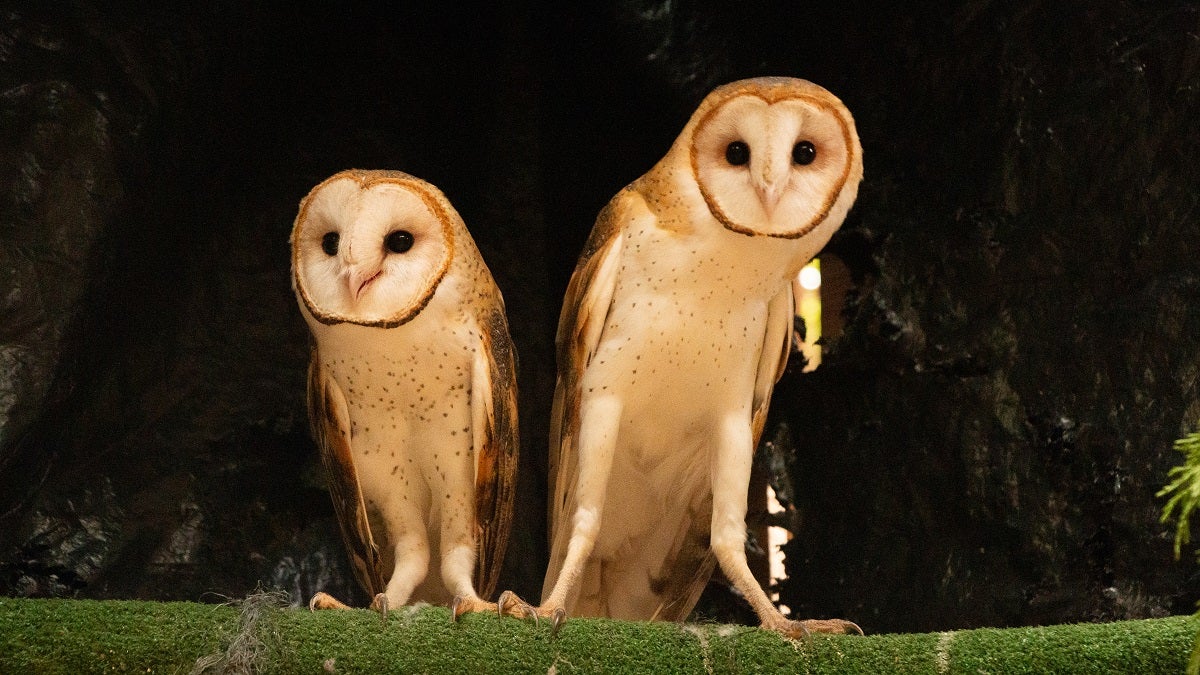 Corantioquia y Cornare lograron exitosa liberación de dos lechuzas