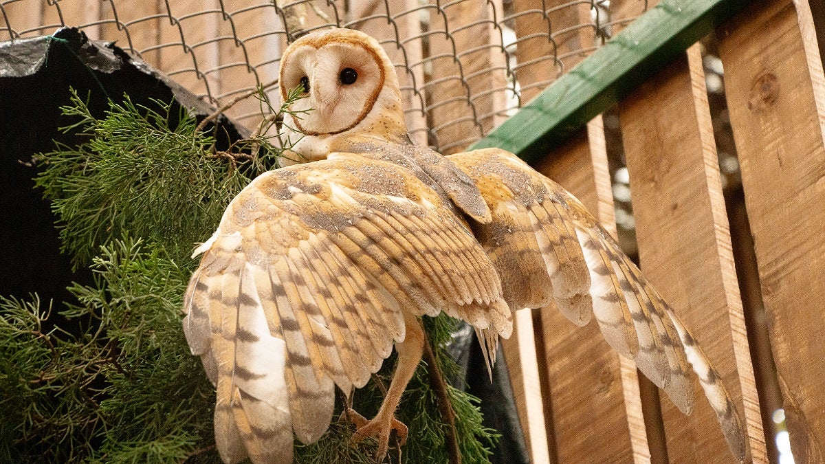 Corantioquia y Cornare lograron exitosa liberación de dos lechuzas