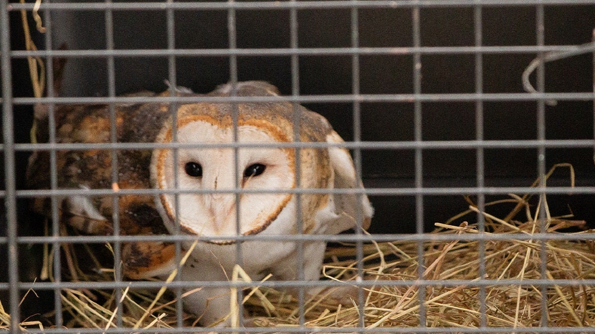 Corantioquia y Cornare lograron exitosa liberación de dos lechuzas