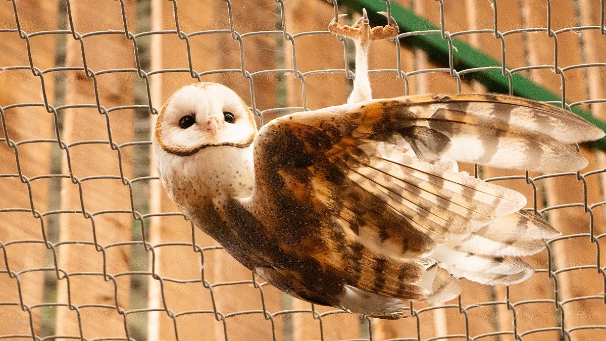 Corantioquia y Cornare lograron exitosa liberación de dos lechuzas