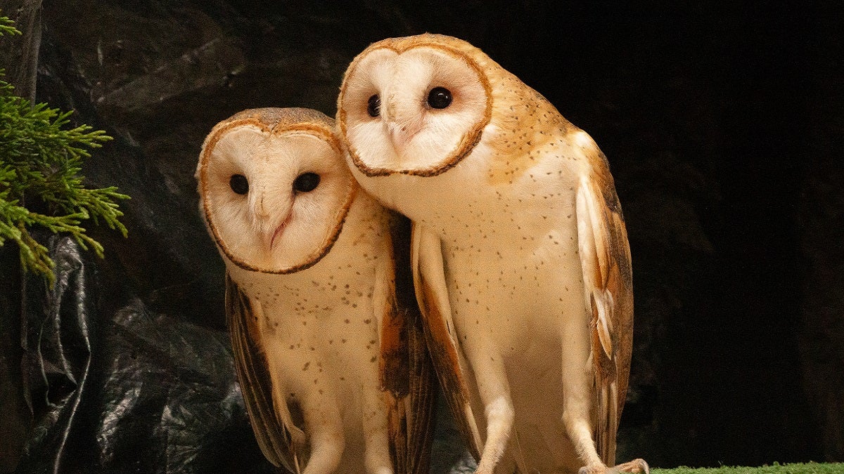 Corantioquia y Cornare lograron exitosa liberación de dos lechuzas